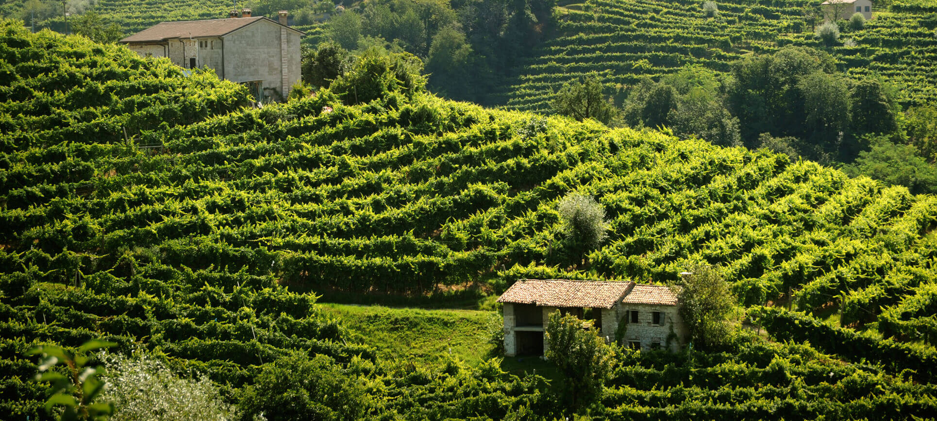 DESDE LA TIERRA DEL PROSECCO